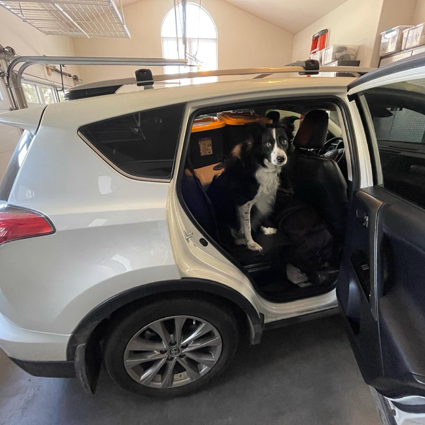 Skutull was nervous the first few days after leaving Boulder. He knew something was happening, but probably didn't grasp that we'd just left the only home he's ever known for good.