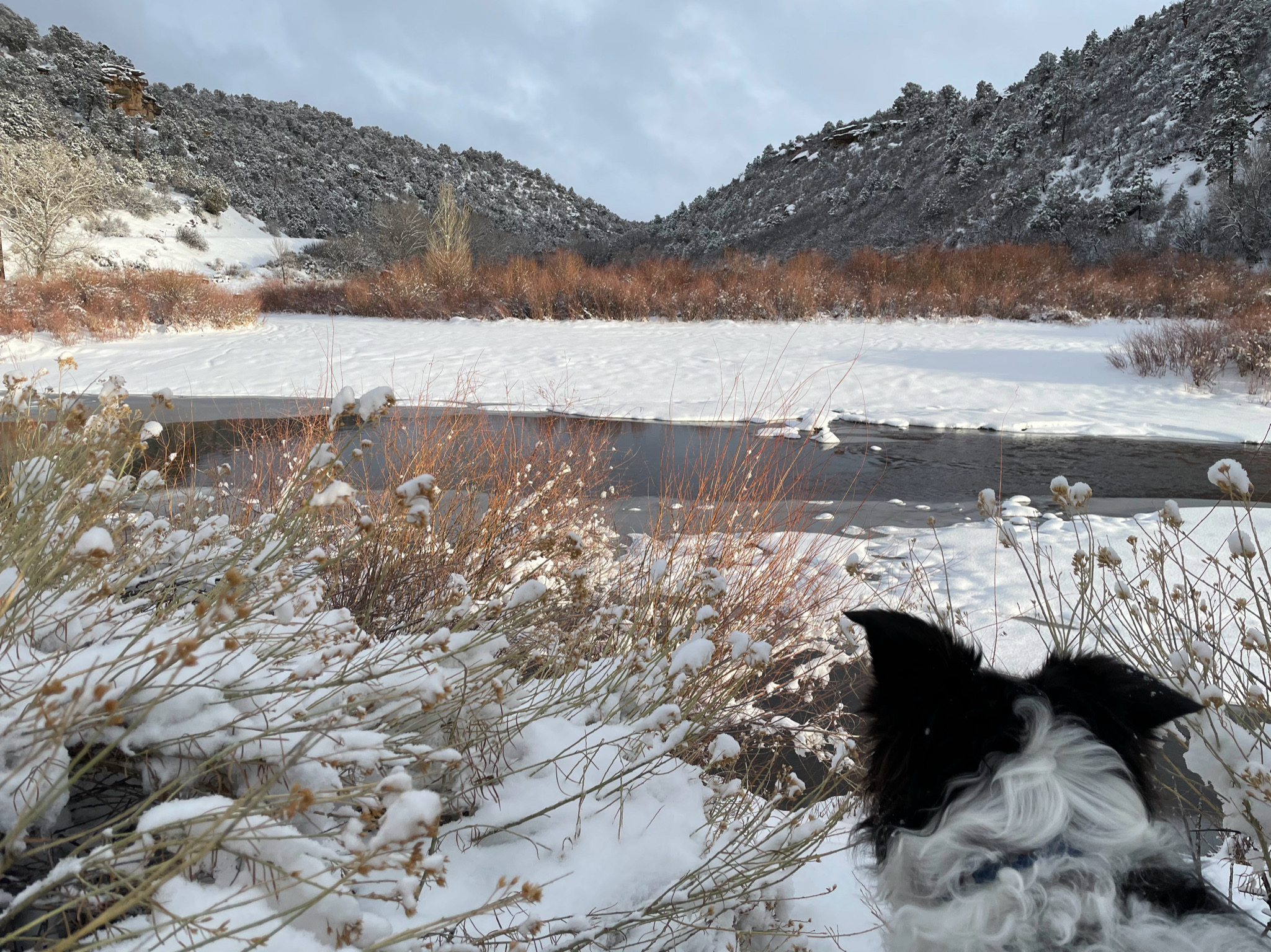 Skutull looking out over his new territory on the trail by our house.