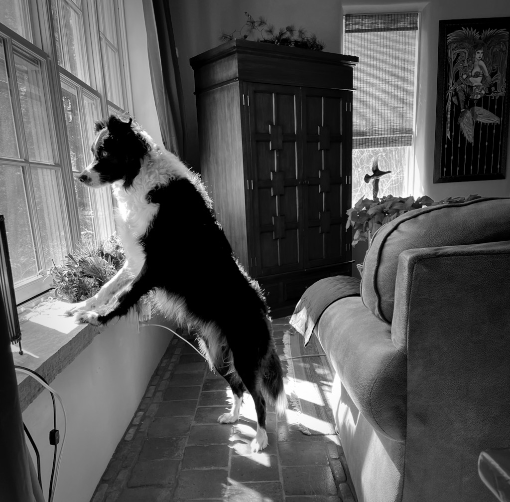 Skutull guarding the house from furry squirrels that kinda looked like chinchillas.