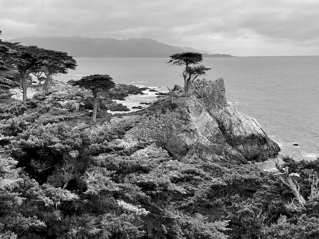 The famed lone cypress tree.