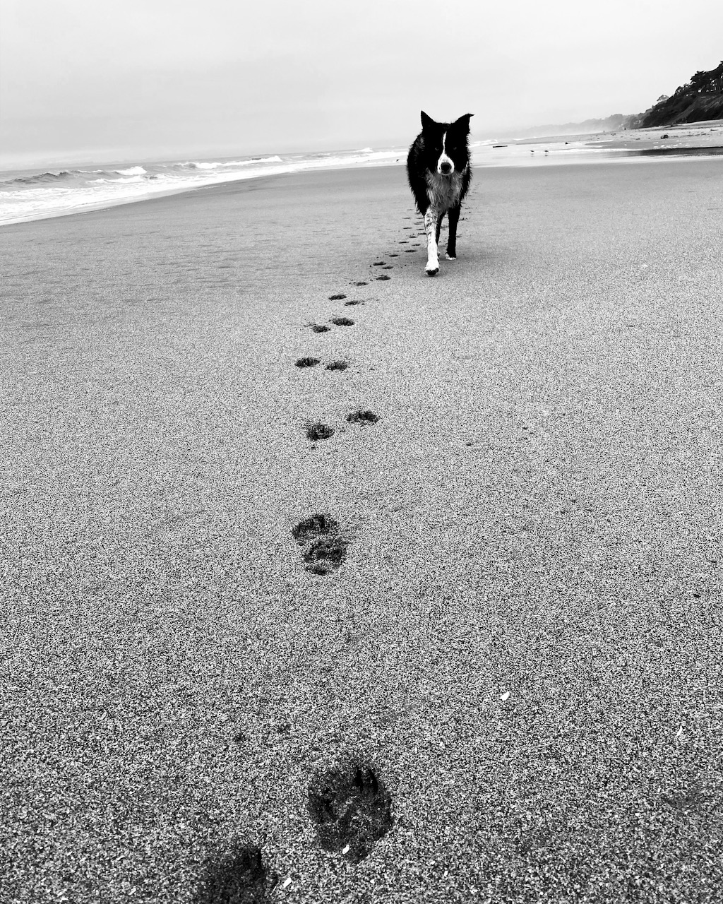 At the beach inside Pebble Beach.