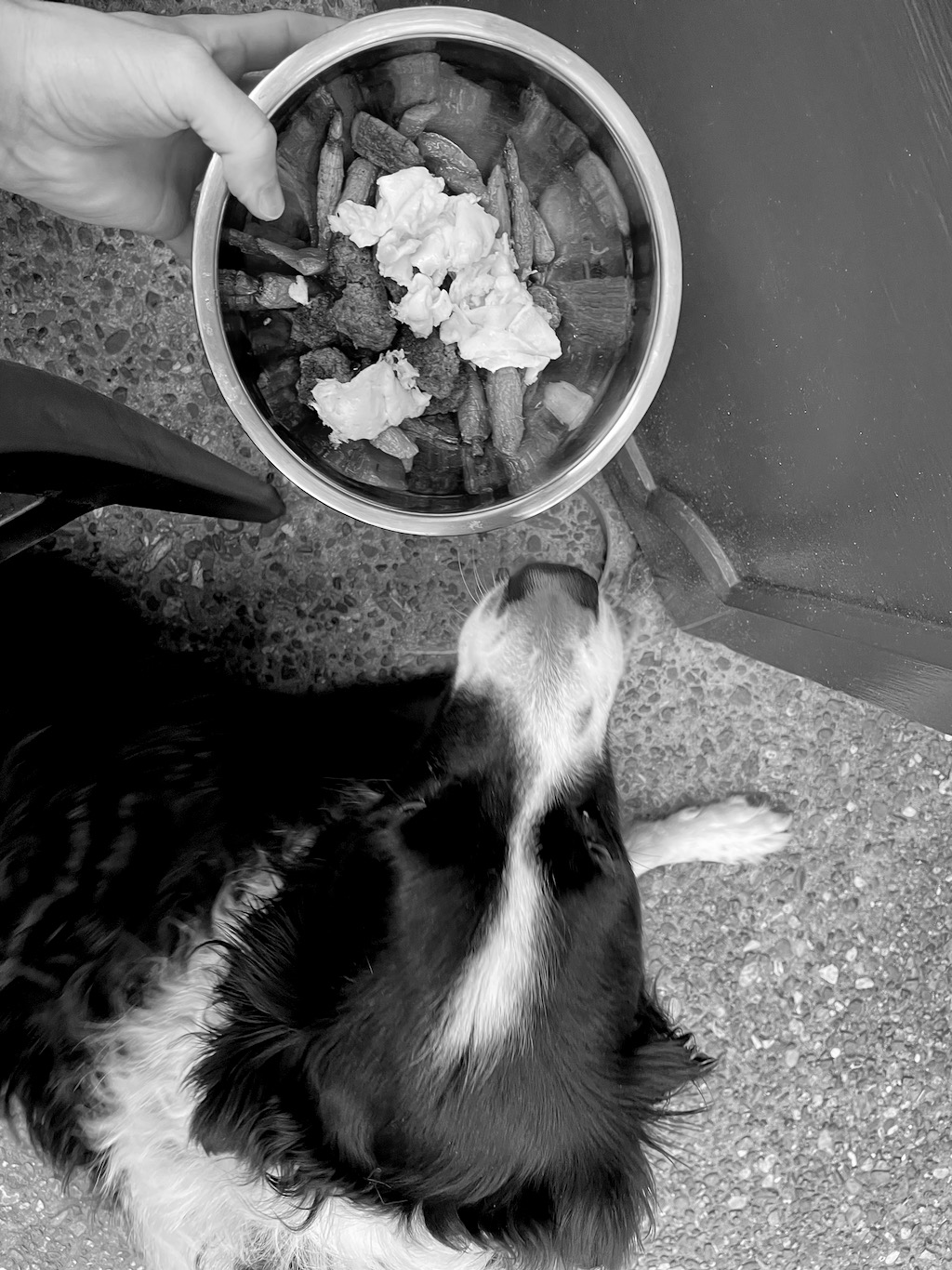 $21 dog meal. He thought it was worth it.