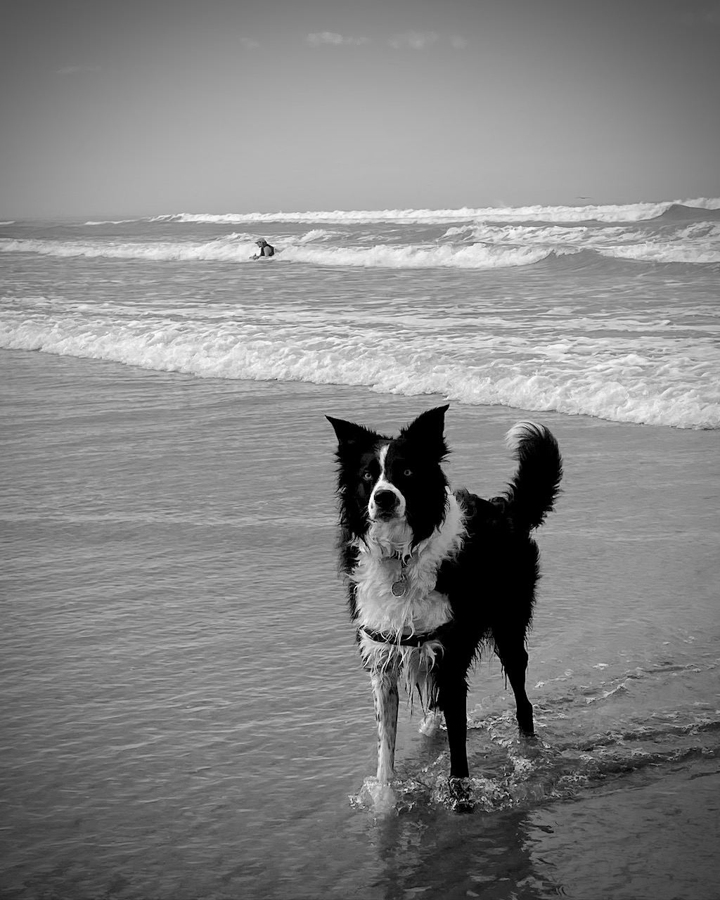 Beach Boy
