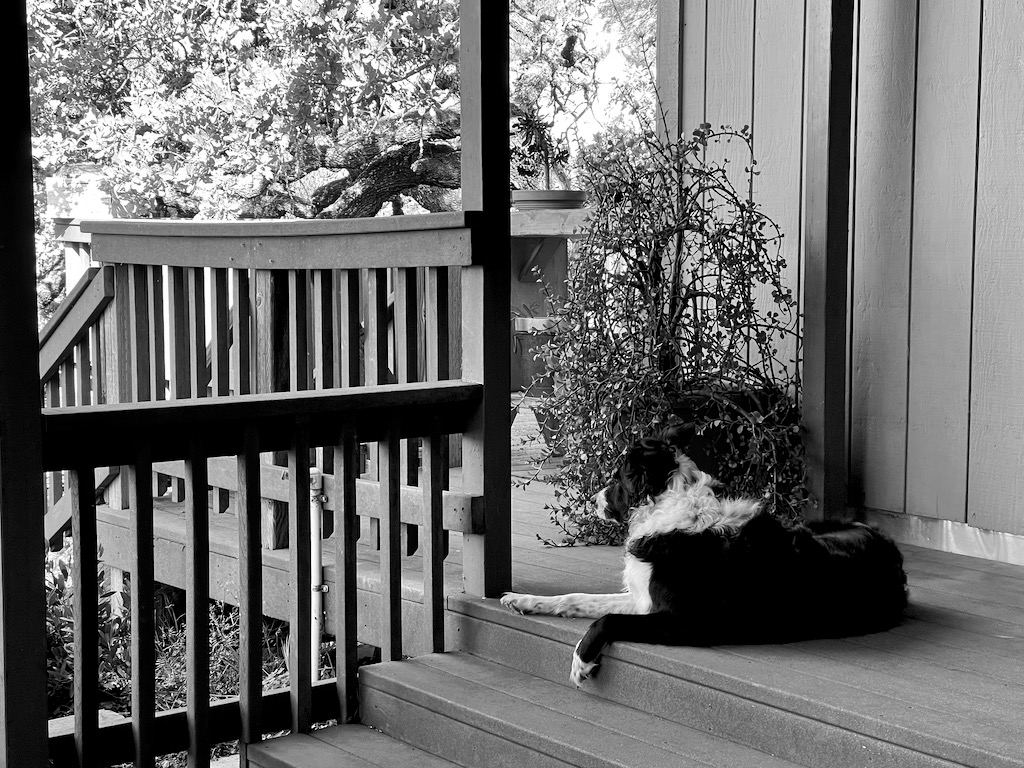 I'm not sure who enjoyed the patio the most, but Skutull sure did love looking out over the valley.