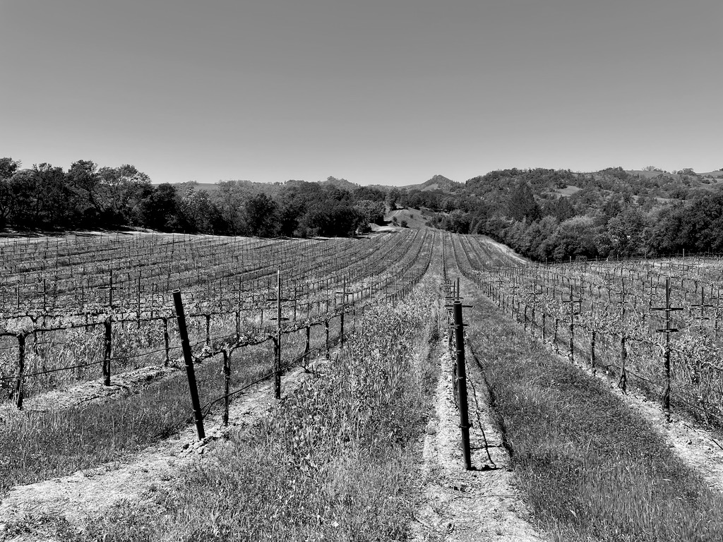 The vineyard we toured where Sutro gets their grapes.