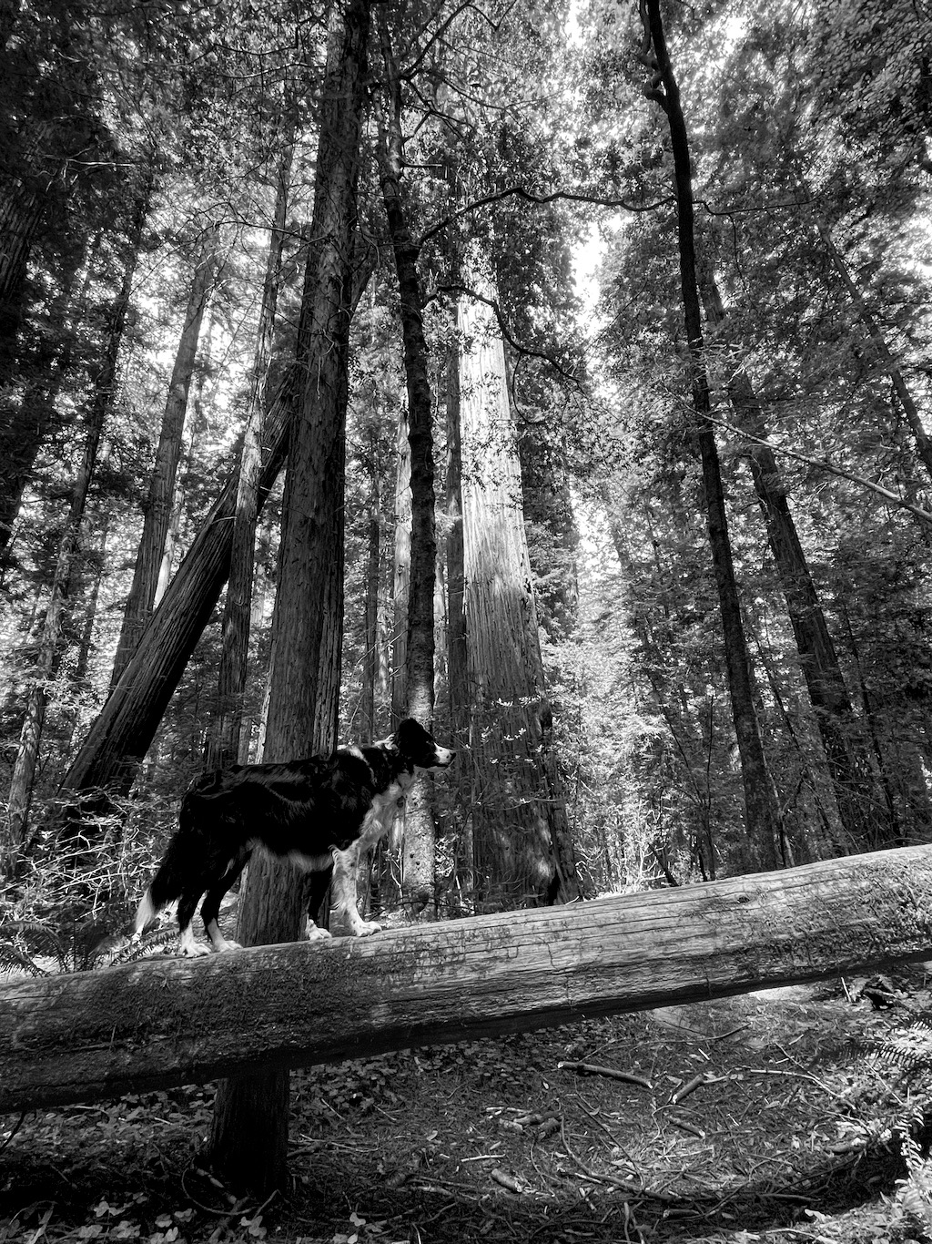 The redwood forest.