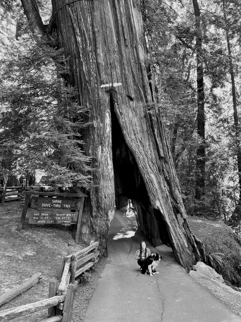 The famous drive-through redwood. I didn't realize it was a dead tree (the end of the stump is just out of view) held up by wires. Also, I don't think most modern cars can fit. We had to abort and walk through.