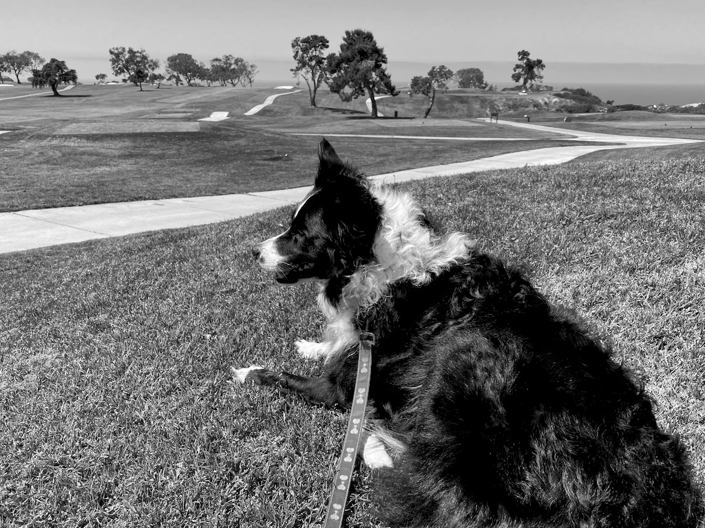 Skutull waiting for me to finish golfing.