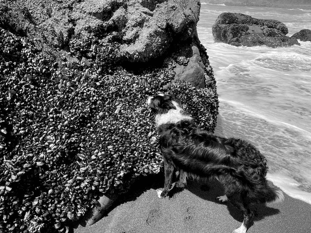 Skutull sometimes gets mussels as a special meal. He thought this spot was pretty interesting. I wonder if he now thinks I go to that spot every time I bring him home mussels from the grocery store.