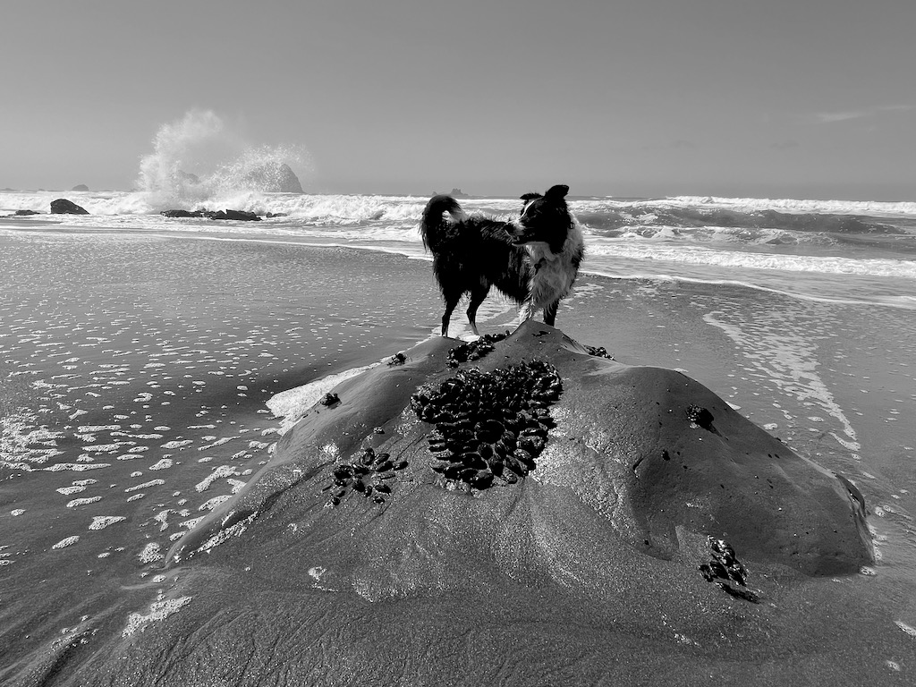 Wild dog.