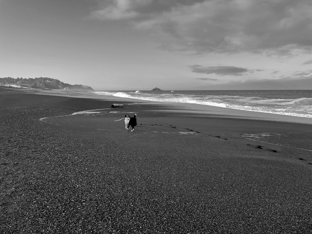 Skutull and I on one of our morning runs. He loved playing with the driftwood on the beach. It was funny watching him pick sticks up because he hates getting sand in his mouth. His strategy was to scratch at the stick with a digging motion until he got it wedged in a position where part of the stick was sticking up in the air.