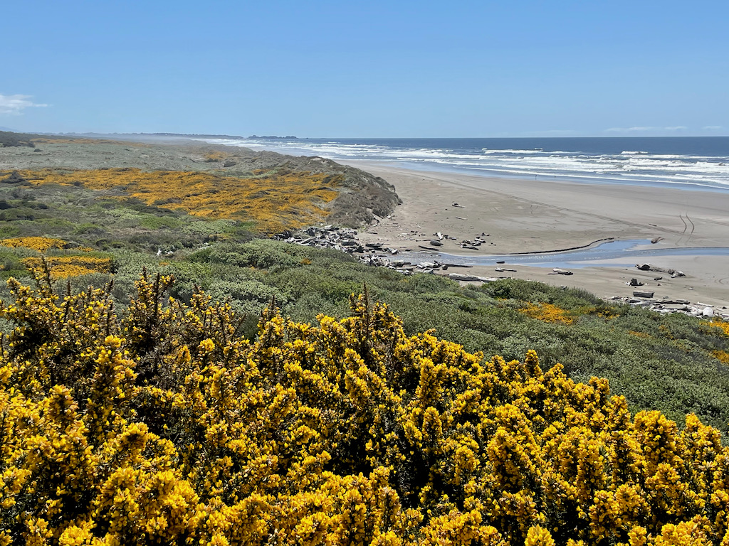 I took this picture from one of the holes at Bandon Dunes. If you zoom in, you can see Shelby and Skutull playing on the beach way off in the distance. I posted this picture in color to show everyone the color of the gorse. Gorse is that bush that grows the yellow flowers in this picture. It's from Ireland, but all of the courses at Bandon Dunes have a good amount of it, especially by the coast. It look beautiful, but has nasty thorns. Don't hit your ball in!