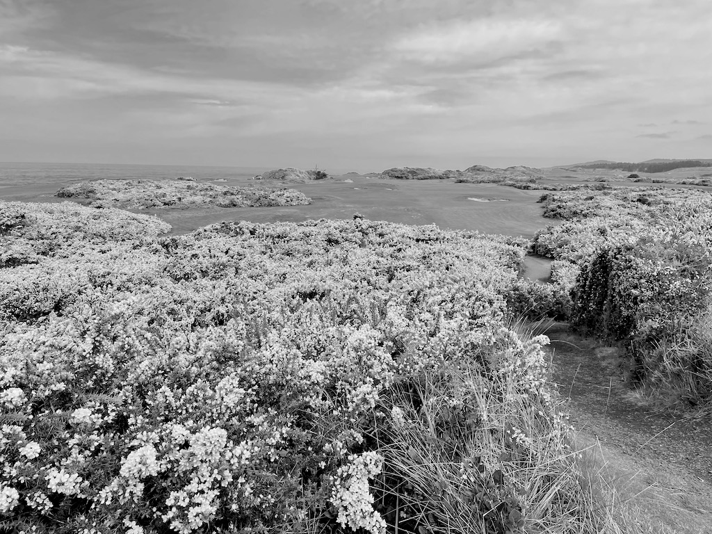 I played all six courses at Bandon Dunes and they were all incredible. I would go back in a heartbeat. The nature reserve the courses live inside is minimalist—there are no carts and no houses on the property. This is a place built for golfers in the Scottish tradition. It's generally regarded as the closest to Scottish golf you can get outside Scotland. The remaining pictures are images of my favorite holes. Not super interesting if you're not a golfer, but I think the scenery is pretty enough for anyone to enjoy looking at them.