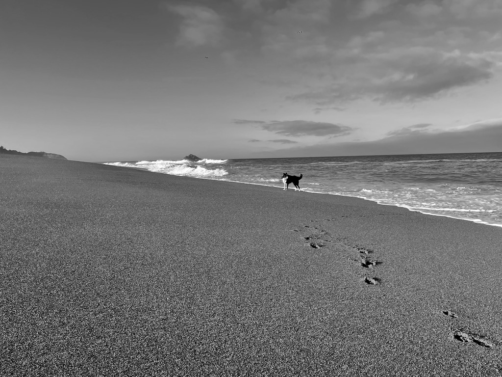 The waves in the distance don't look large, but when the tide was coming in, this beach had some of the largest waves I've seen in person. You can also see how much the beach tilted toward the ocean. Again, doesn't look like much in the picture, but it was a steep grade and caused a powerful rip tide.