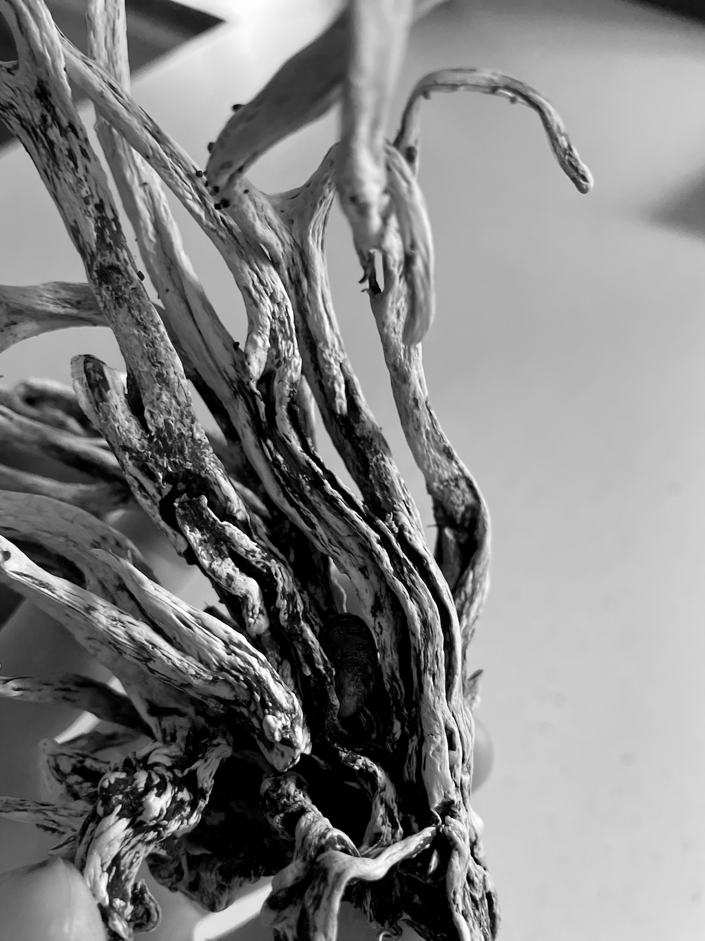 A coral-like piece of driftwood. It's difficult to see in black and white, but there was a blue mussel growing in the root system.