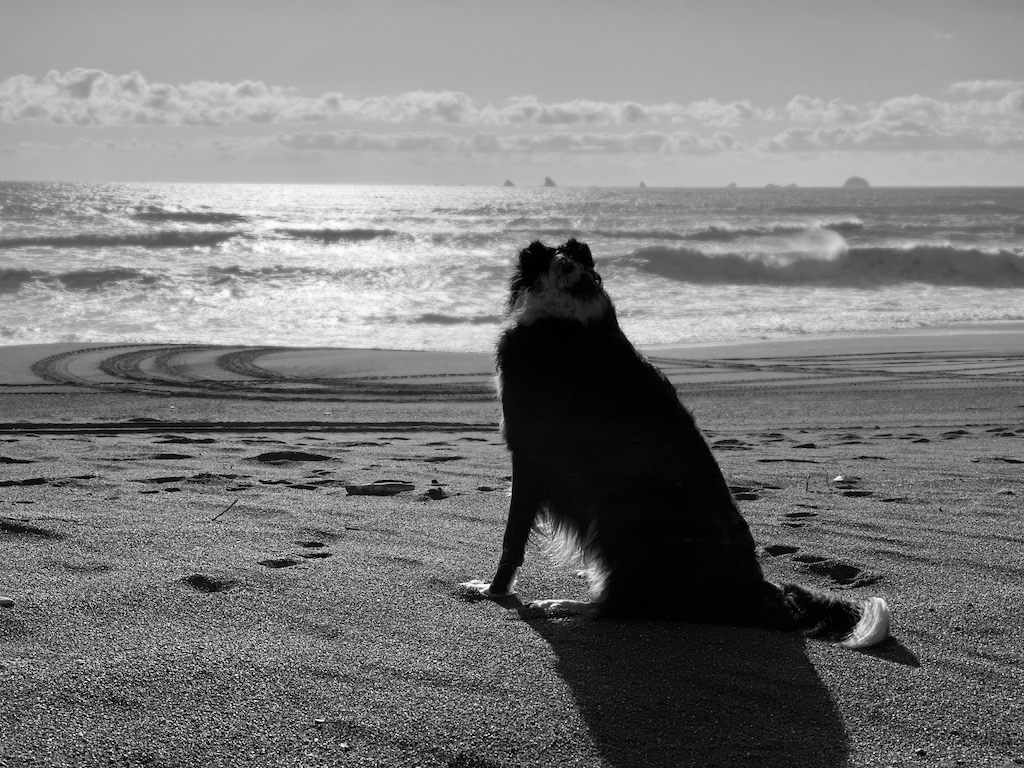 The Young Dog and the Sea