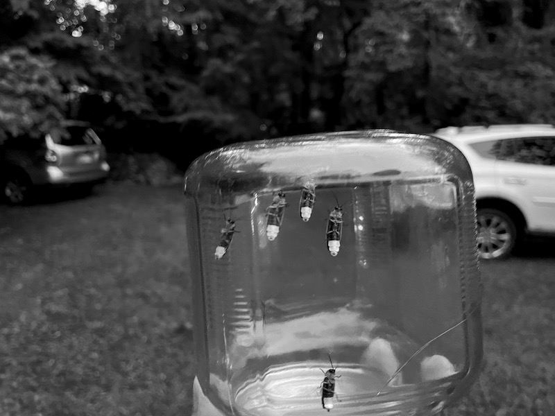 We ran around the backyard like children catching lightning bugs under the magnolia tree. Skutull is a trained fly assasin and was happy to join in. He caught one and spit it out on the ground, not knowing what to do next. It was extremely cute.
