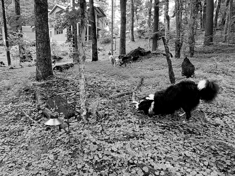 Shelby's mom's new backyard in the Smoky Mountains. There were plenty of sticks. Skutull approved. I also tasted fried green tomatoes for the first time while we visited and they were delicious!