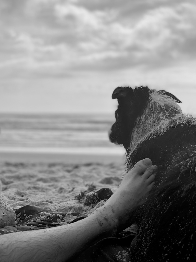 We of course enjoyed some beach time. The waves here were much more friendly than in Oregon, so Skutull got to swim!