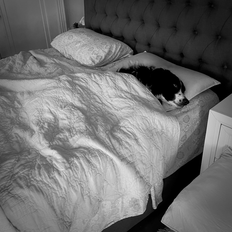 Sometimes Skutull likes to pretend he's me and nap in my spot.
