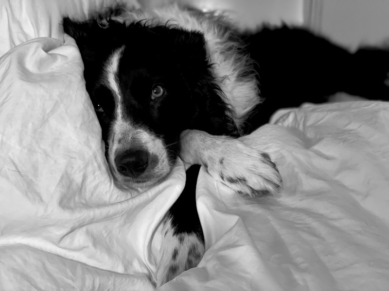 16 napping in bed