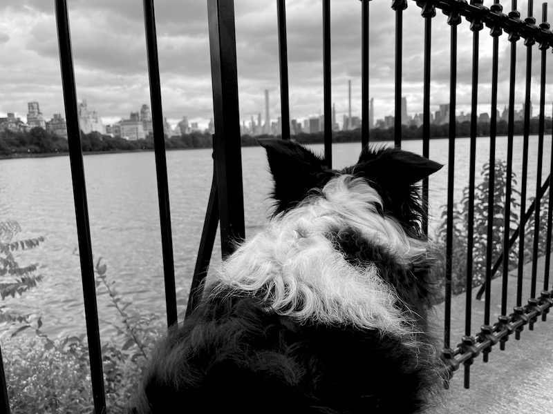 2 our first walk through Central Park